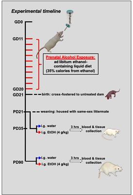 Lingering Effects of Prenatal Alcohol Exposure on Basal and Ethanol-Evoked Expression of Inflammatory-Related Genes in the CNS of Adolescent and Adult Rats